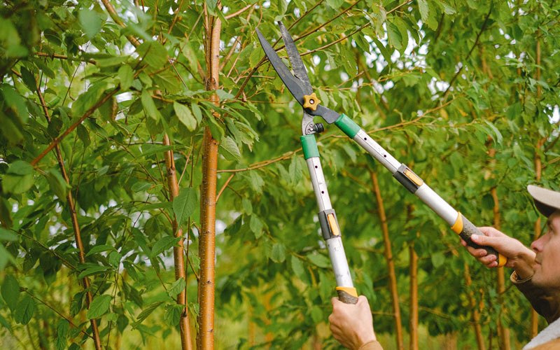 Tree trimming in Hunters, WA