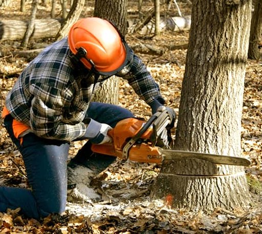 Tree Removal in Hunters, WA